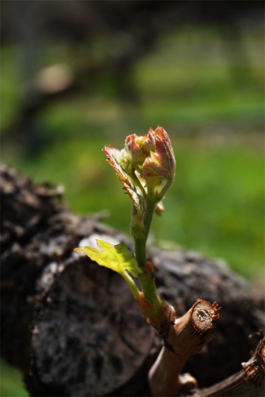 展叶期.jpg 展叶期.jpg