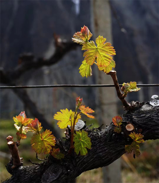 海拔2100~2200米赤霞珠 1.jpg 海拔2100~2200米赤霞珠 1.jpg