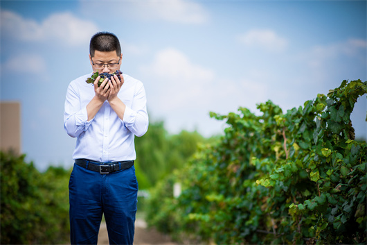 5巡视葡萄园、观察葡萄成熟度是刘爱国榨季日常之一.jpg