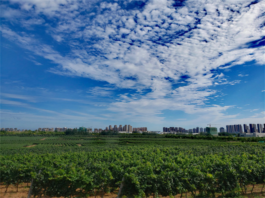 高标准管理的牟子国基地.jpg