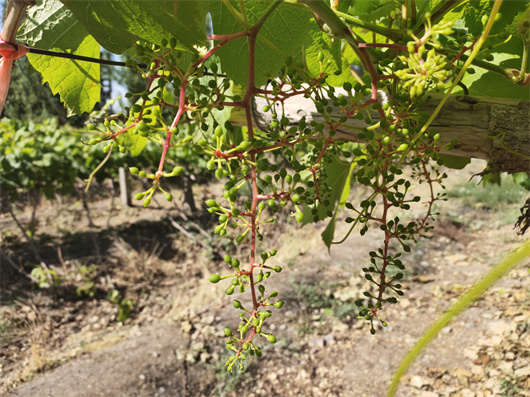 8花期过后,蒲昌酒庄葡萄开始陆续坐果.jpg 8花期过后,蒲昌酒庄葡萄开始陆续坐果.jpg