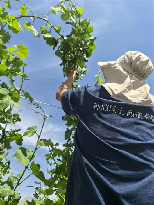 坚持“种植风土·酿造幸福”的初心,酒庄志在展现宁夏风土魅力 .jpg 坚持“种植风土·酿造幸福”的初心,酒庄志在展现宁夏风土魅力 .jpg