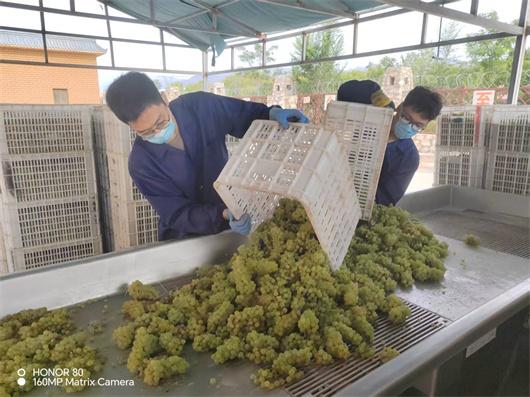 7冠颐酒庄前处理环节.jpg 7冠颐酒庄前处理环节.jpg