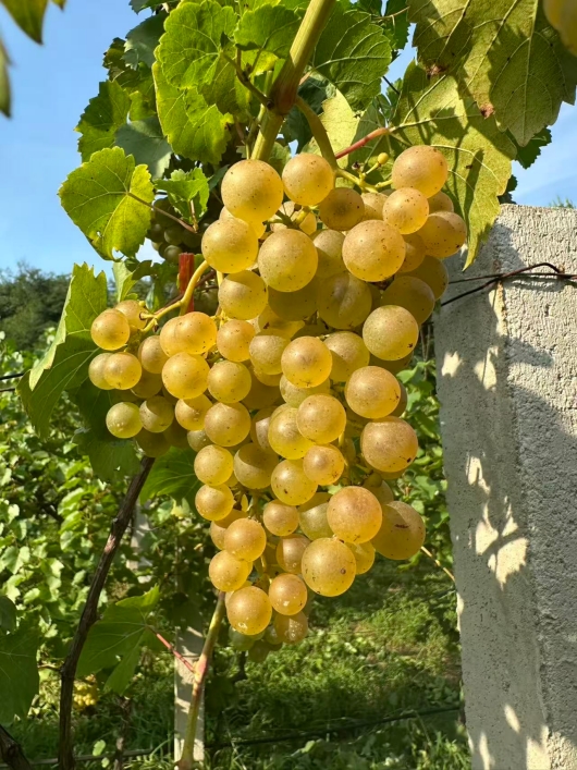 13安诺酒庄爱格丽.jpg 13安诺酒庄爱格丽.jpg