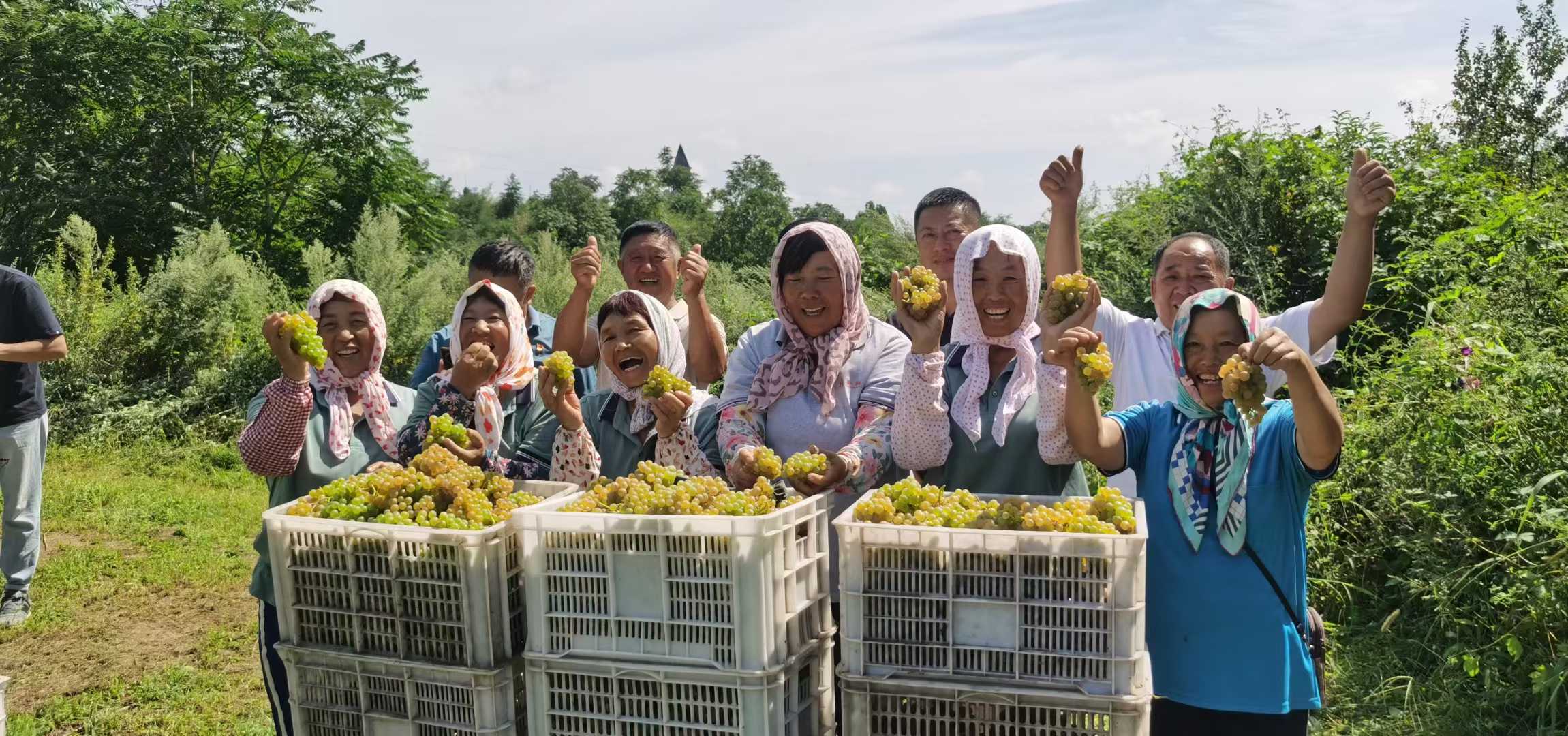 14安诺酒庄喜迎丰收.jpg 14安诺酒庄喜迎丰收.jpg