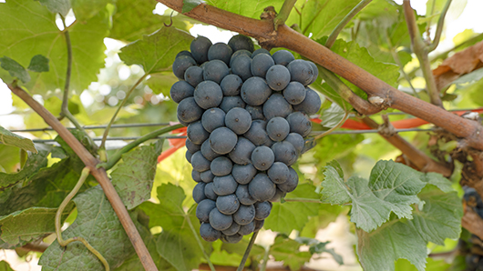 黑皮诺.jpg 黑皮诺.jpg