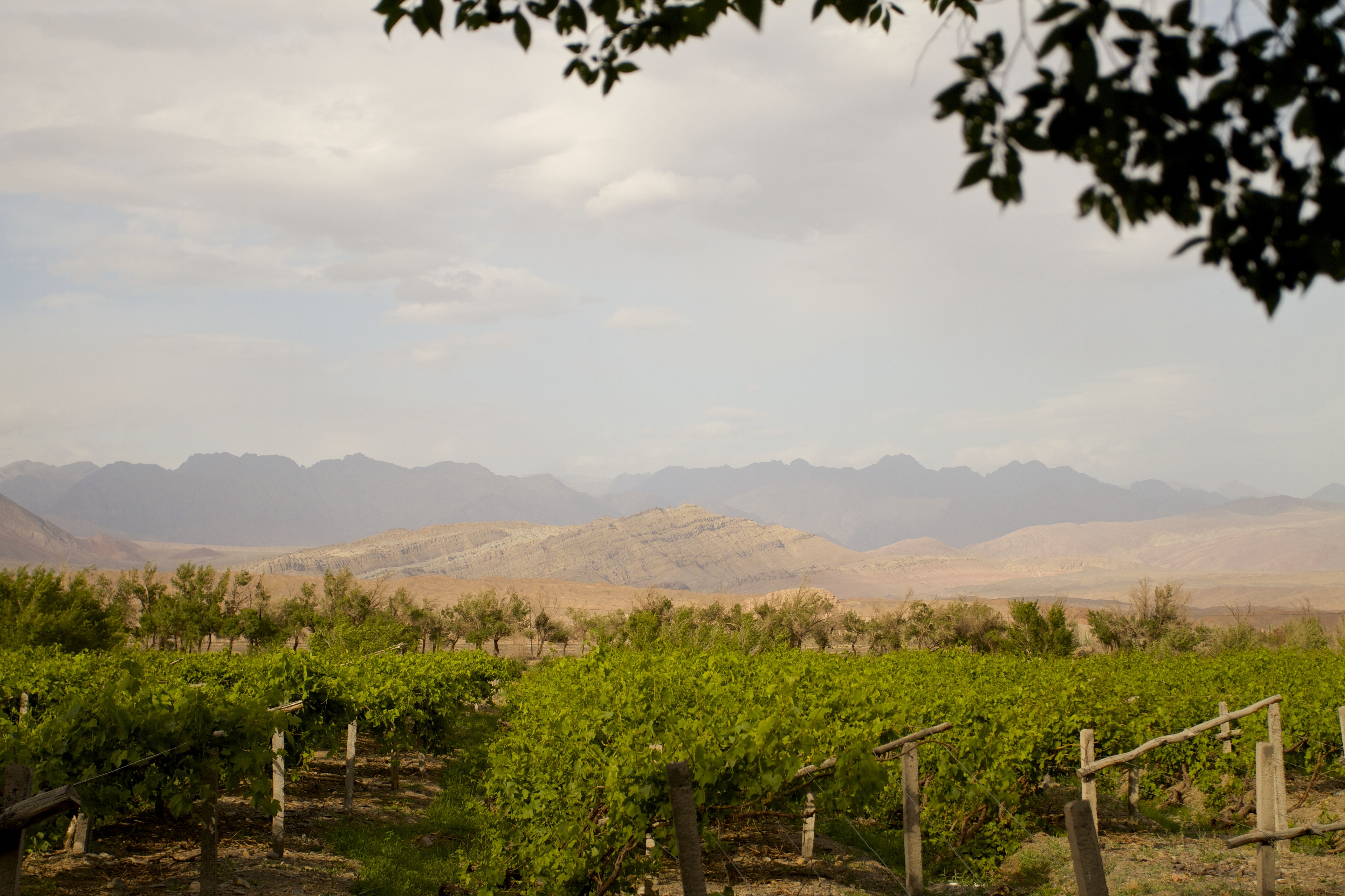 8海拔1200米左右的一万泉葡萄园.jpg 8海拔1200米左右的一万泉葡萄园.jpg