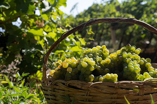 11采收下来的白羽葡萄.jpg 11采收下来的白羽葡萄.jpg