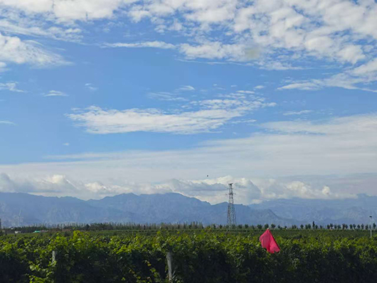 富麓酒庄葡萄园.jpg 富麓酒庄葡萄园.jpg