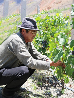 西藏成功红天麓酒庄种植师