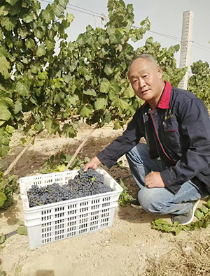 丝路酒庄种植师